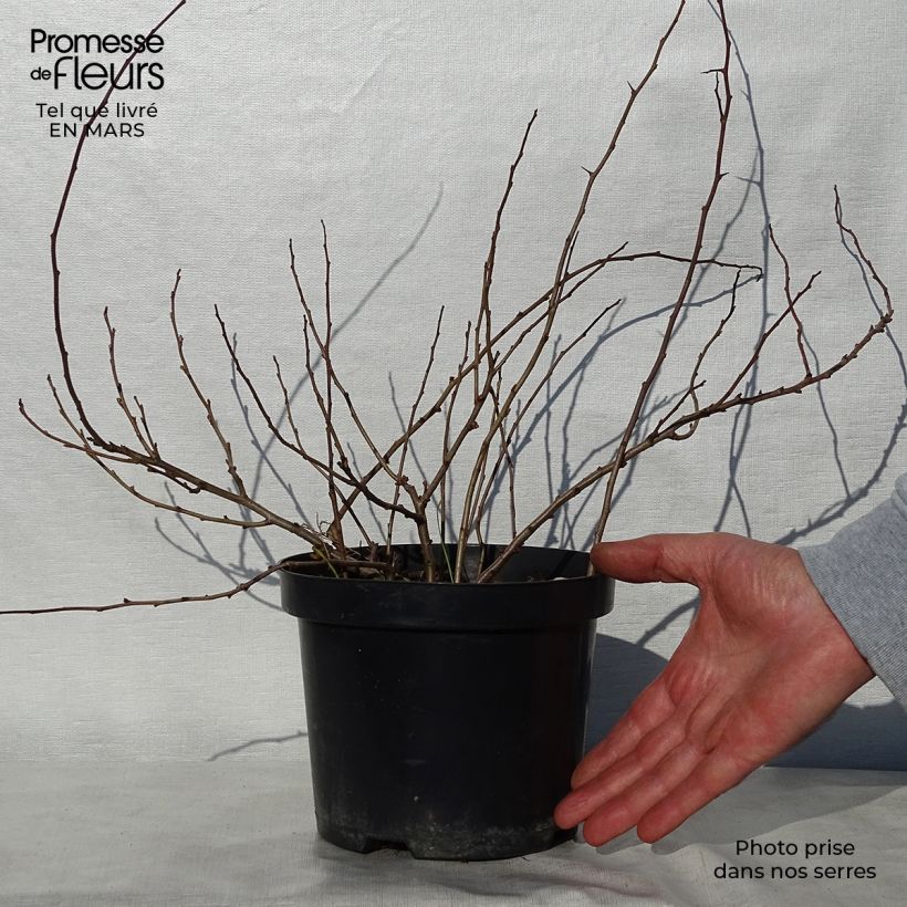 Exemplar von Japanische Zierquitte Sargentii - Chaenomeles japonica Topf mit 3L/4L wie im Frühjahr geliefert