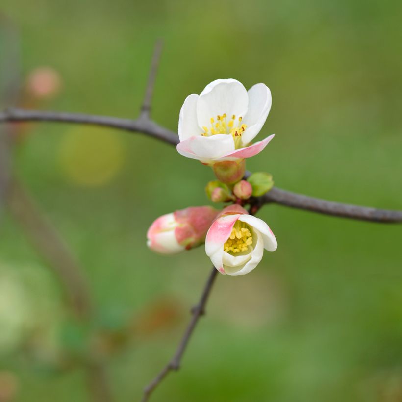Zierquitte Toyo-Nishiki - Chaenomeles speciosa (Flowering)