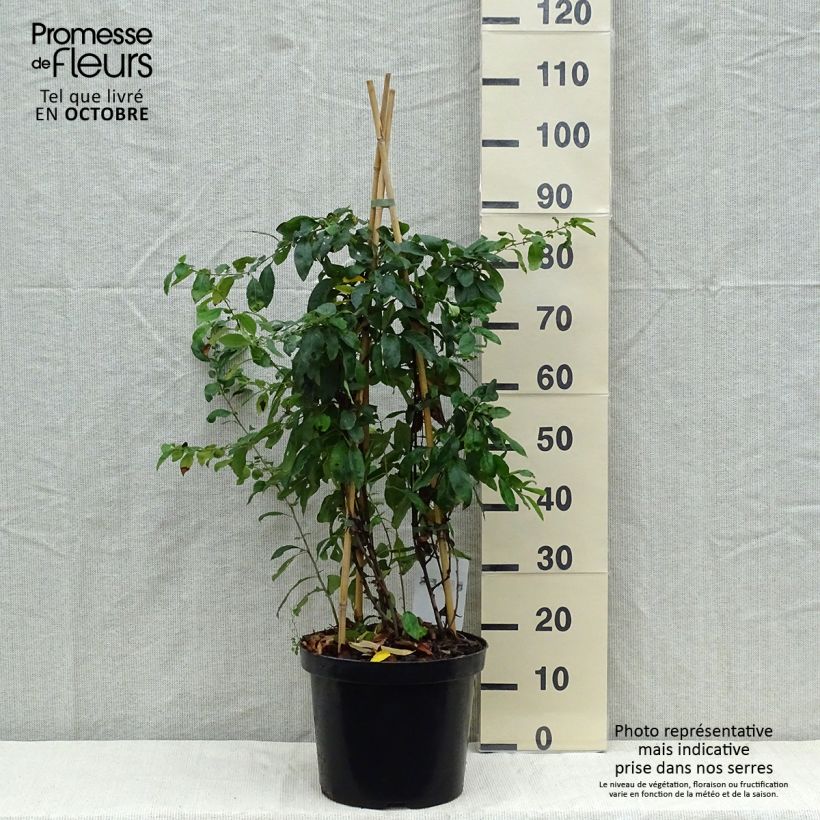 Example of Zierquitte Yukigoten - Chaenomeles speciosa Topf mit 7,5L/10L as you get in automne
