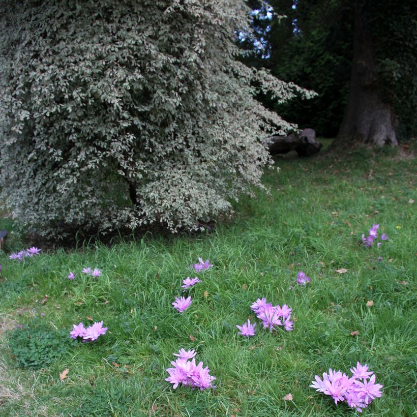 Colchicum autumnale Pleniflorum - Herbst-Zeitlose (Plant habit)