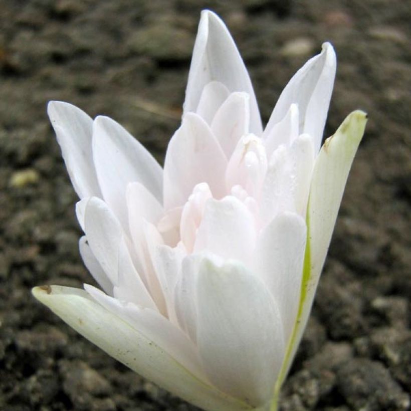 Colchicum autumnale Alboplenum - Herbst-Zeitlose (Flowering)