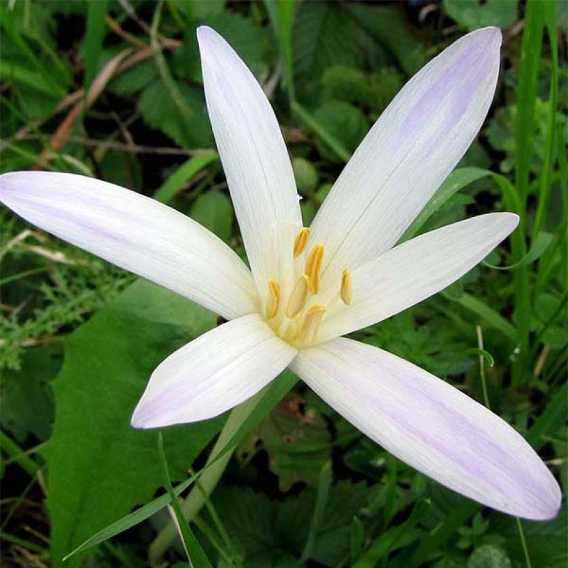 Colchicum autumnale Album - Herbst-Zeitlose (Flowering)