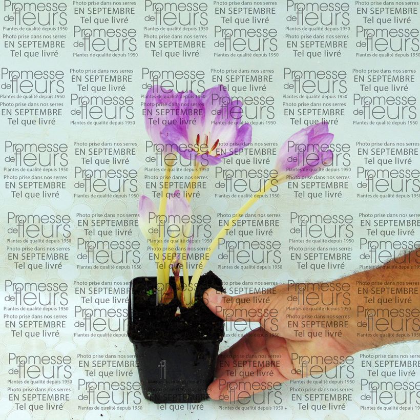 Example of Colchicum autumnale Major - Herbst-Zeitlose Kleine Töpfe von 8/9 cm as you get