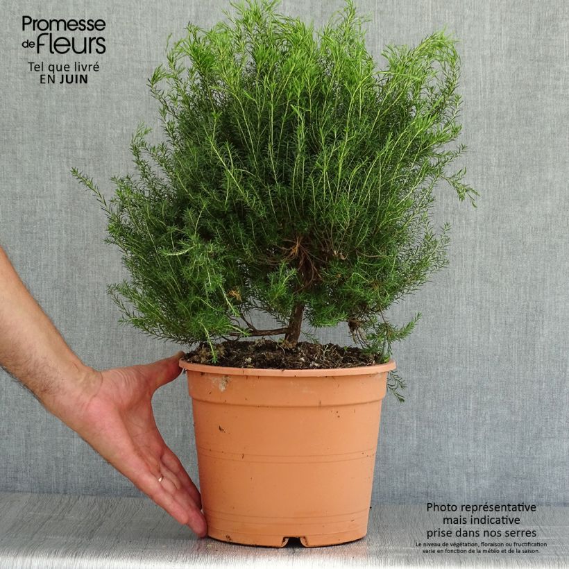 Exemplar von Coleonema pulchrum - Coleonema Topf mit 4L/5L wie im Sommer geliefert