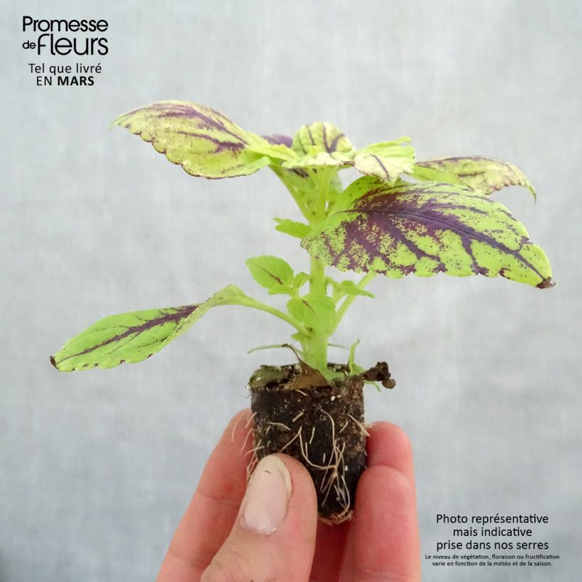Example of Buntnessel Copinto Caipirinha - Solenostemon Mini-Plug Ø 3/4 cm as you get in printemps