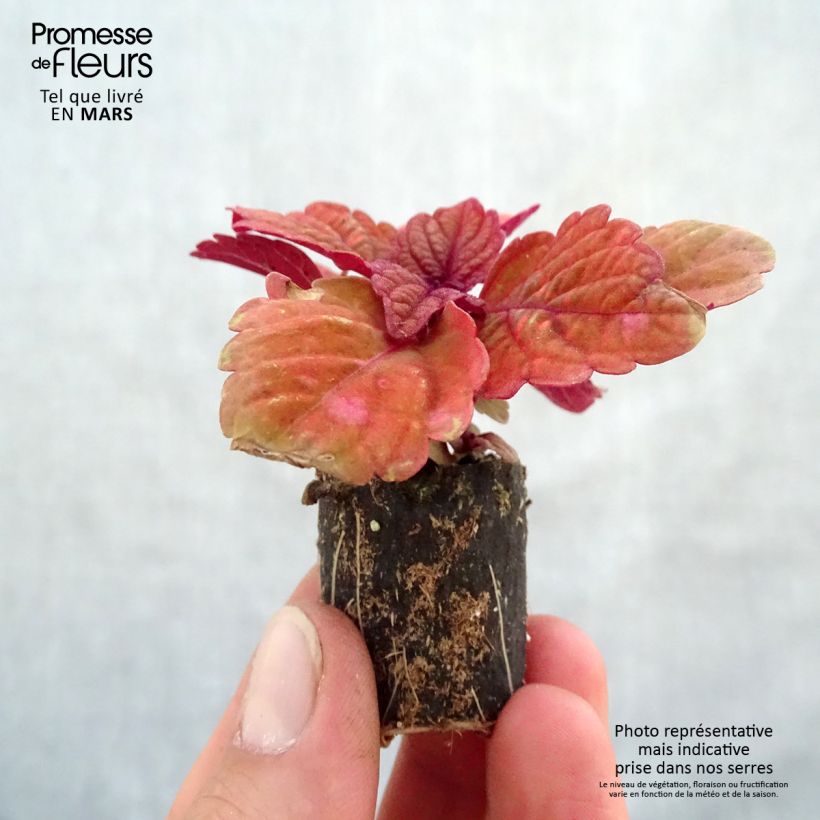 Example of Buntnessel Copinto Long Island Ice Tea - Solenostemon Mini-Plug Ø 3/4 cm as you get in printemps