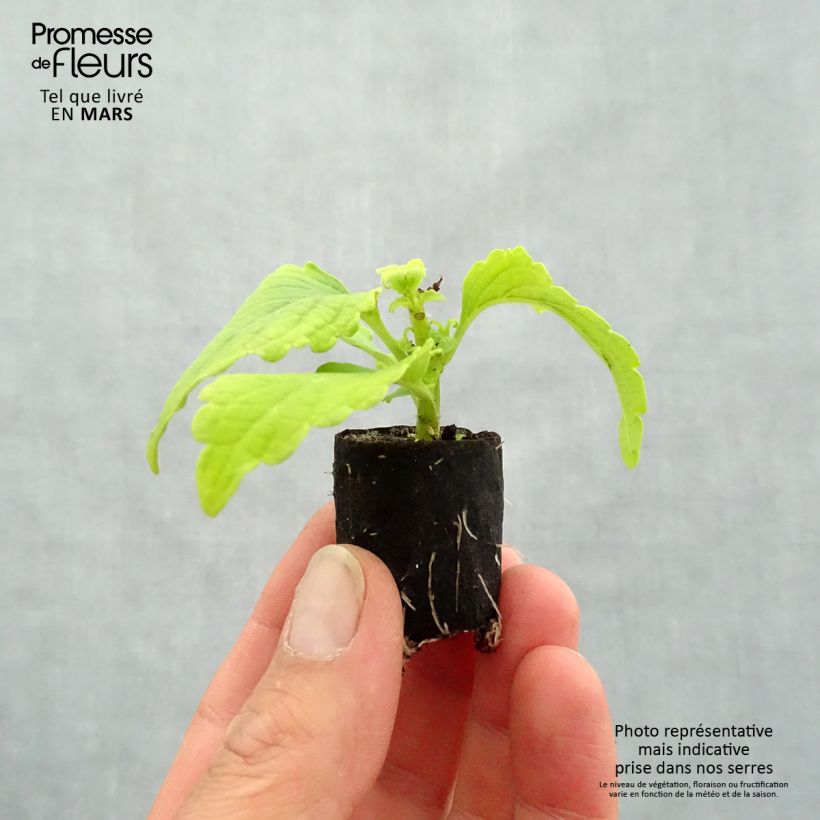 Example of Buntnessel Copinto Margarita - Solenostemon Mini-Plug Ø 3/4 cm as you get in printemps