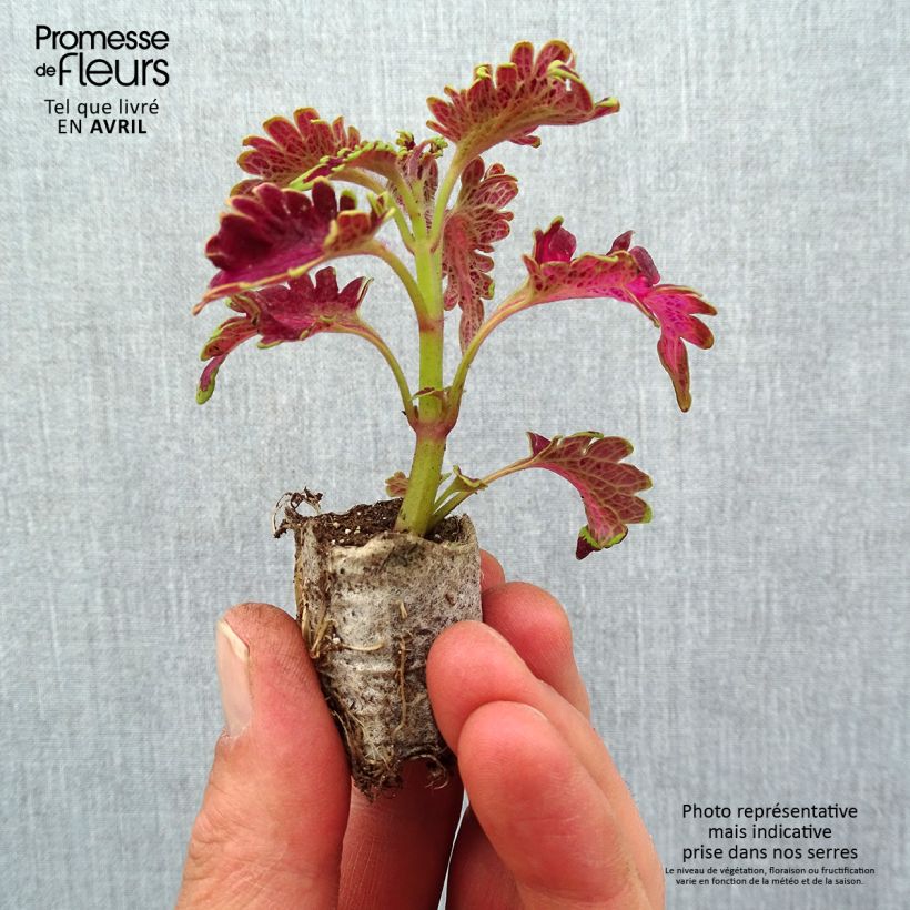 Example of Buntnessel Copinto Planter's Punch - Solenostemon Mini-Plug Ø 3/4 cm as you get in printemps