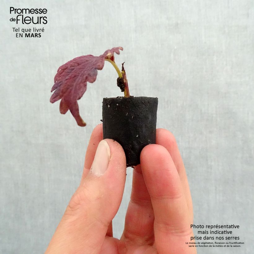 Example of Buntnessel Copinto Sangria - Solenostemon Mini-Plug Ø 3/4 cm as you get in printemps