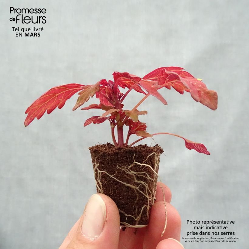 Example of Buntnessel FlameThrower Habanero - Solenostemon Mini-Plug Ø 3/4 cm as you get in printemps