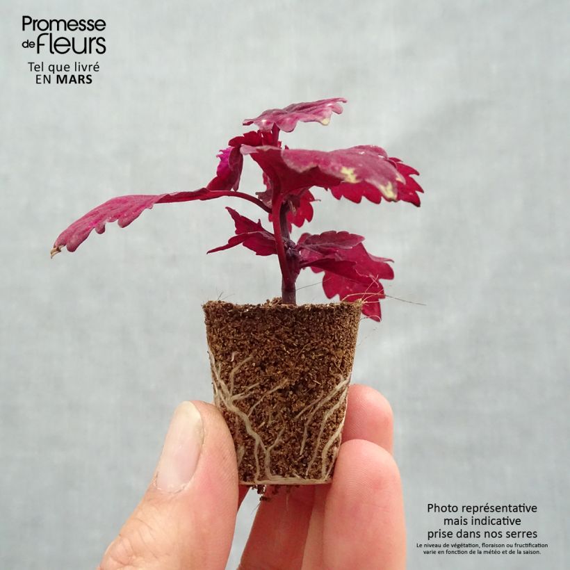 Example of Buntnessel FlameThrower Salsa Roja - Solenostemon Mini-Plug Ø 3/4 cm as you get in printemps