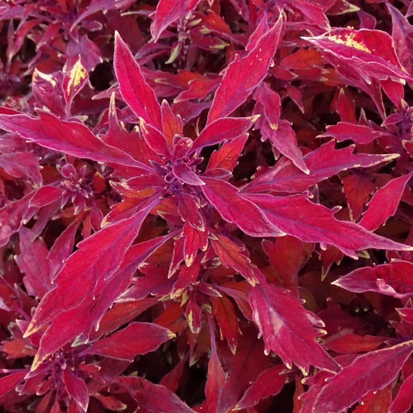 Buntnessel FlameThrower Salsa Roja - Solenostemon (Foliage)