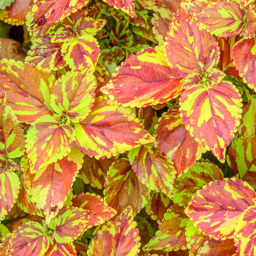 Buntnessel Golden Freckles - Solenostemon (Foliage)