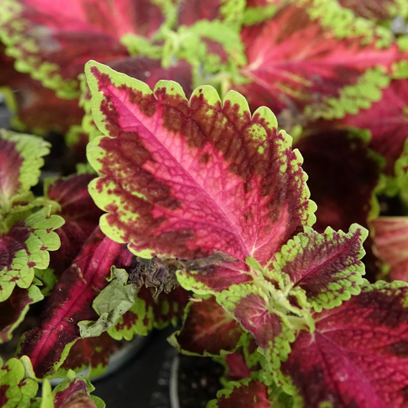 Coleus Le Freak - Buntnessel (Foliage)