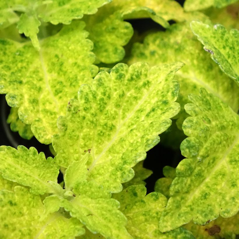 Coleus MS River Walk - Buntnessel (Foliage)