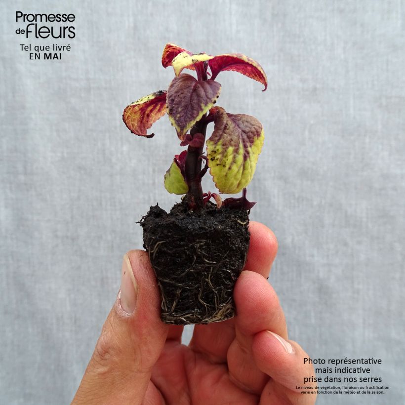 Example of Buntnessel Pineapple Surprise - Solenostemon Mini-Plug Ø 3/4 cm as you get in printemps