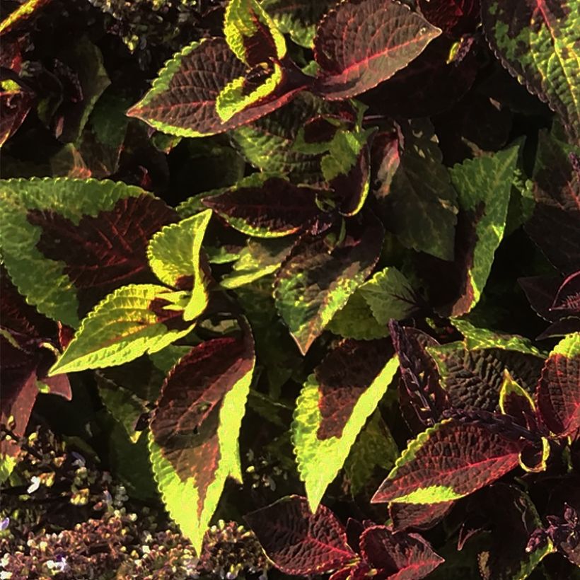 Buntnessel Pineapple Surprise - Solenostemon (Foliage)