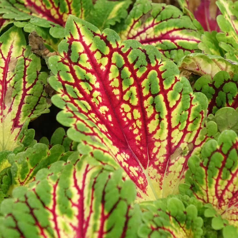 Buntnessel Spacecake - Solenostemon (Foliage)