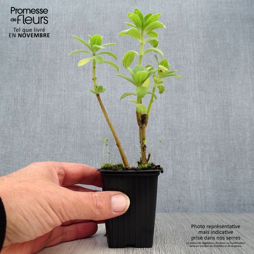 Example of Verpiss-Dich-Pflanze - Plectranthus caninus Kleine Töpfe von 7/8 cm as you get in automne