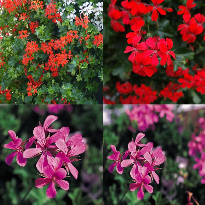 Kollektion von 10 Storchschnabeln für Balkone in Rot und Rosa (Flowering)