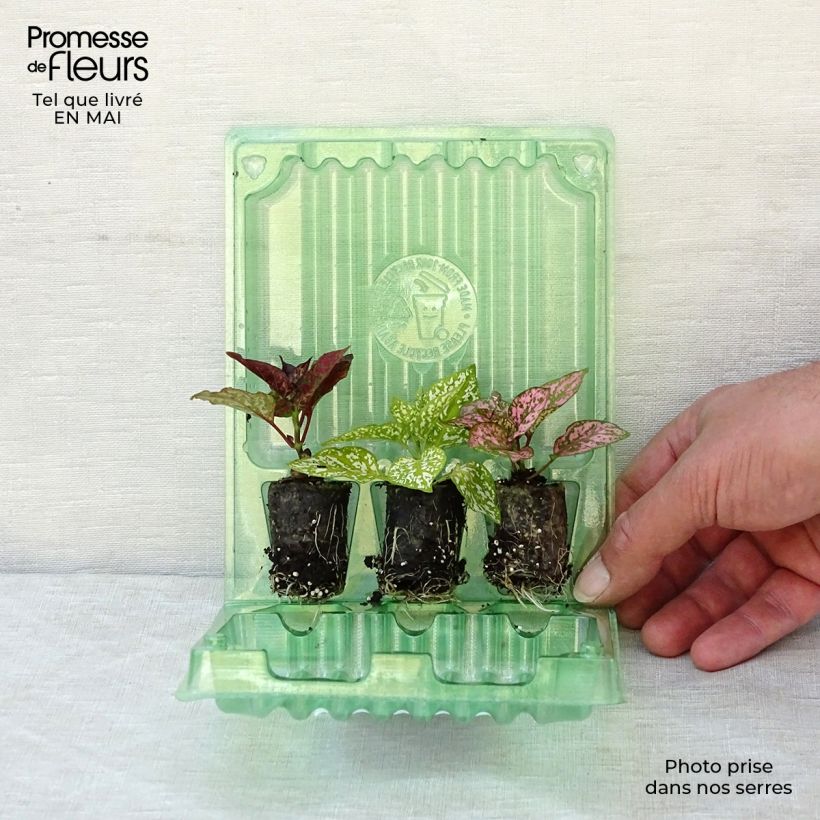 Example of Sammlung 3 Hypoestes Hippo as you get in printemps