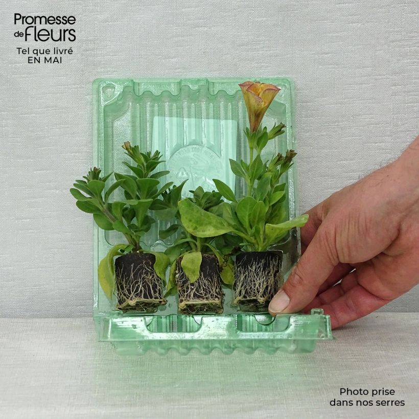 Example of Beautical Petchoa - Petchoa hybrida 3 Petunien Kollektion as you get in printemps