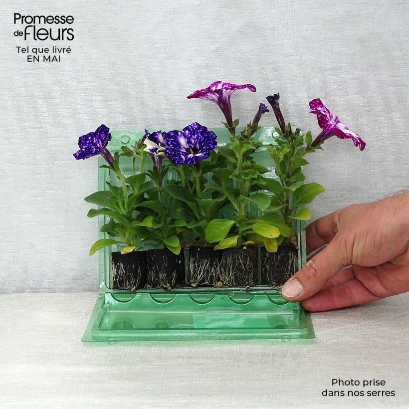Example of Petchoa Duo-Sammlung Night Sky und Royal Sky as you get in printemps
