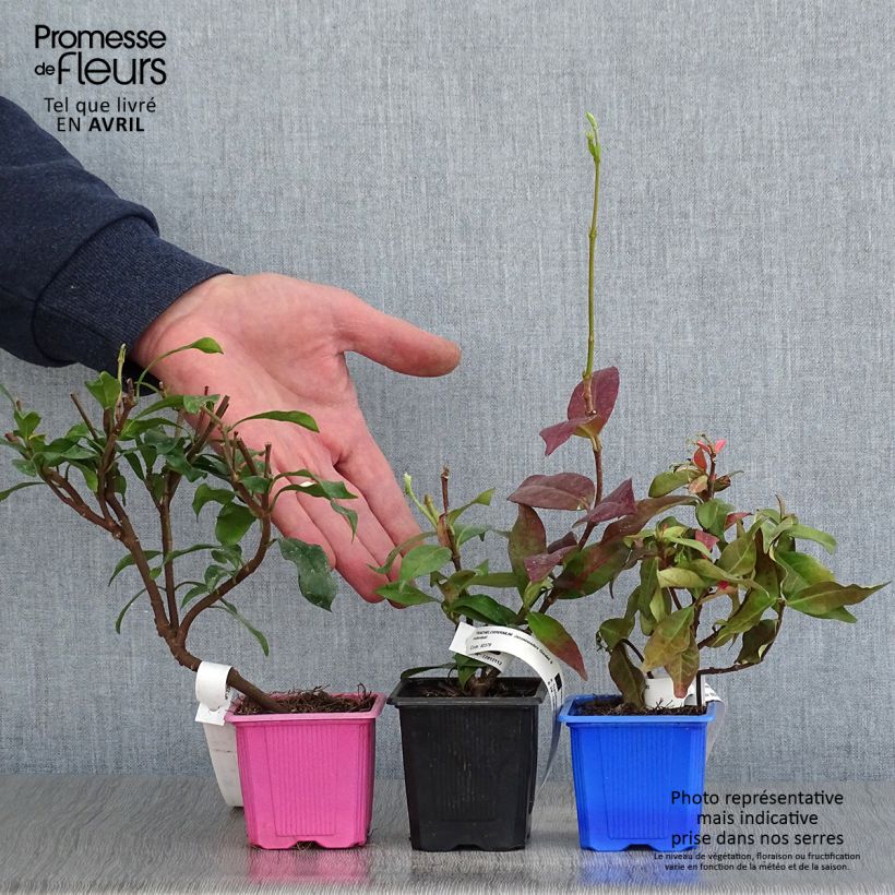 Example of Kollektion duftender Sternchenjasmin as you get in printemps