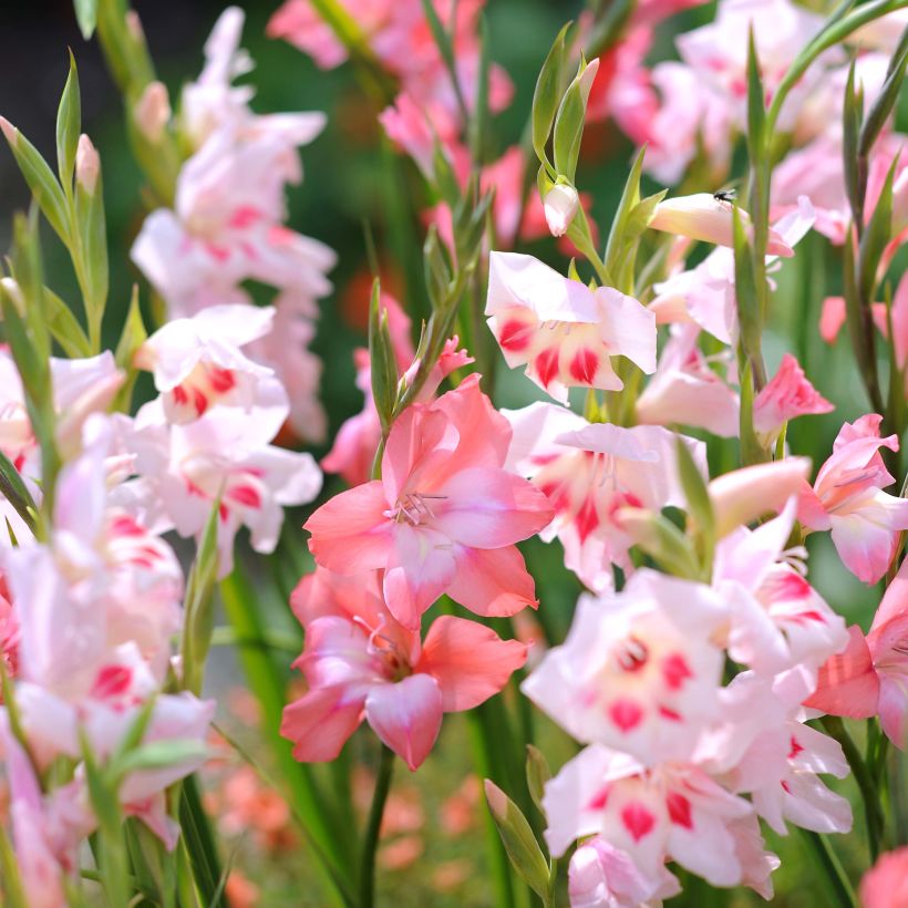 Sammlung von Zwerg-Gladiolen (Flowering)