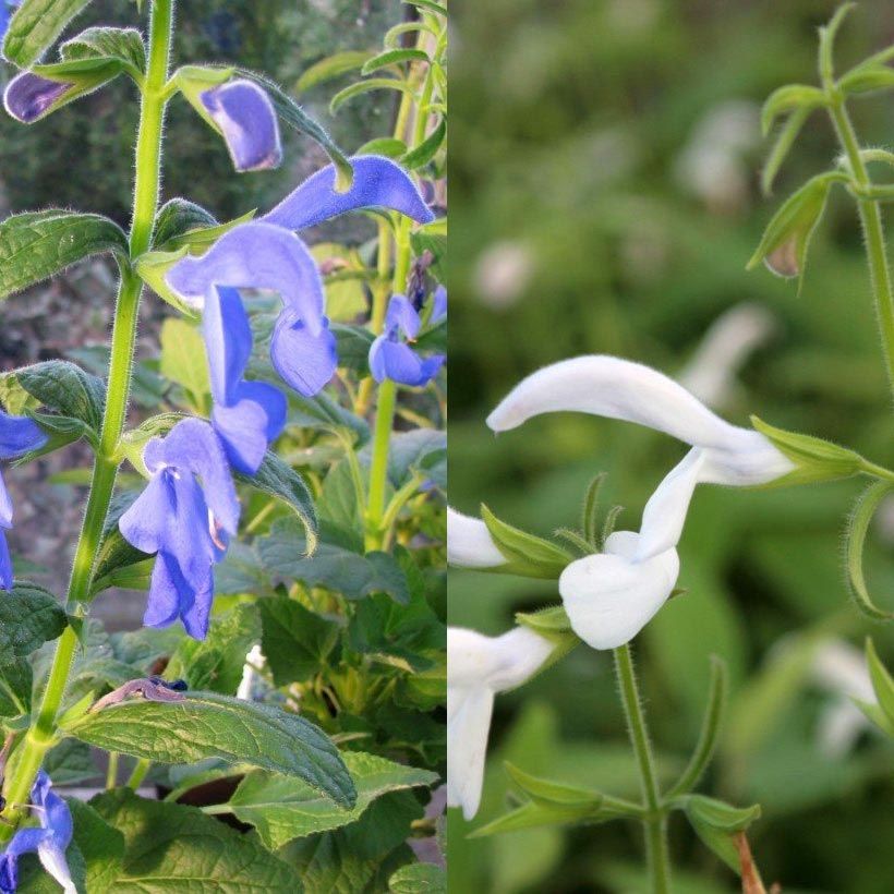 Kollektion exotischer Salbeisorten in Weiß/Blau (Flowering)