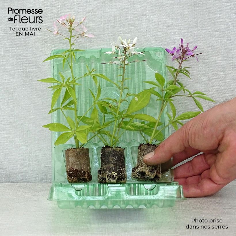Example of Kollektion von 3 Senorita-Spinnenblumen as you get in printemps