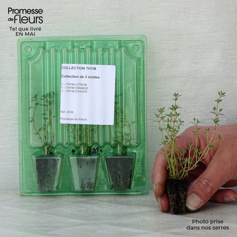 Example of Sammlung von 3 Thymian-Pflanzen as you get in printemps