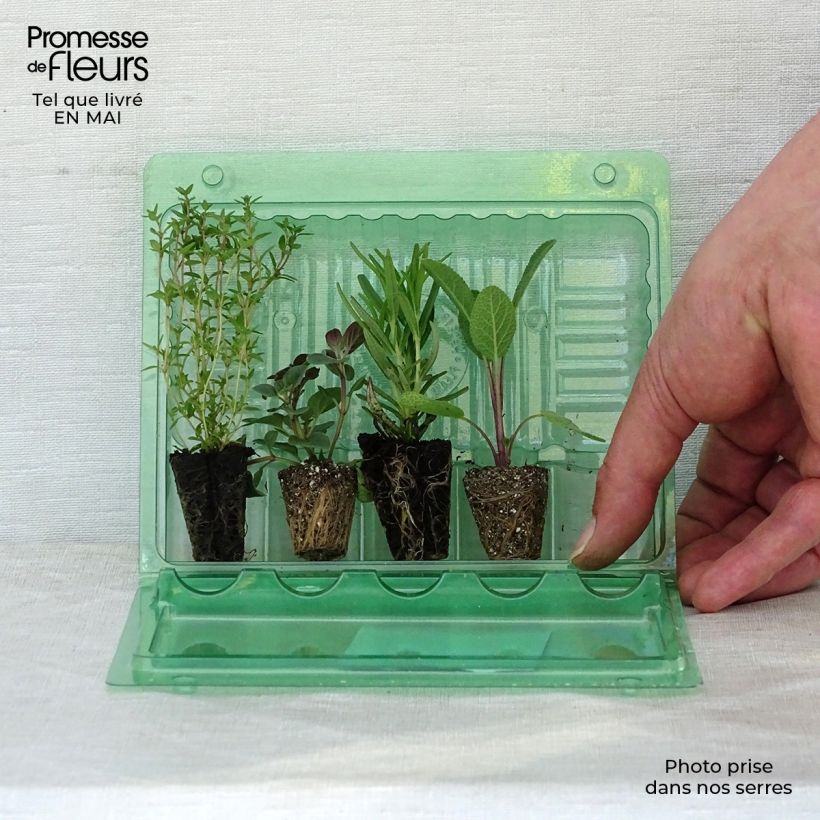 Example of Sammlung von 4 aromatischen Grillkräutern als Pflanzen as you get in printemps