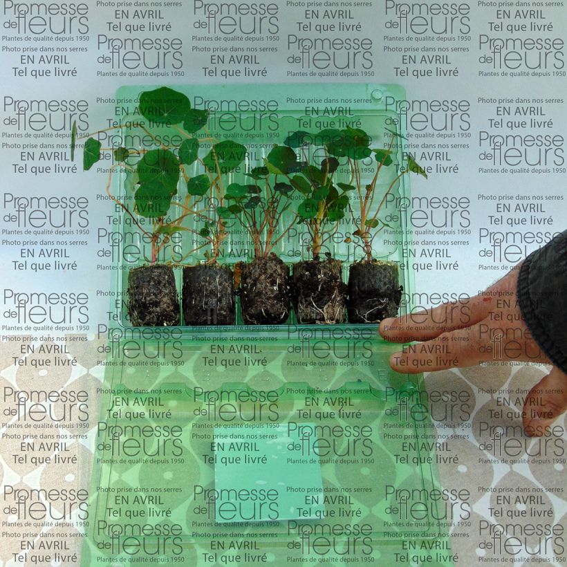 Example of Sammlung von 5 großen Kapuzinerkressen (Tropaeolum majus) as you get