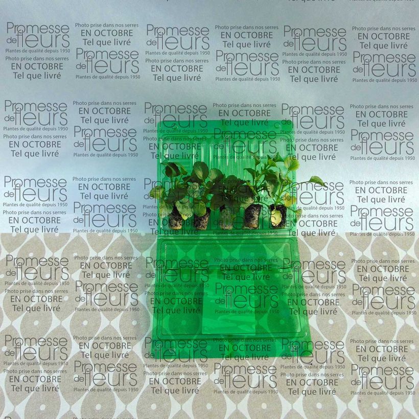 Example of Sammlung von 5 Stiefmütterchen Matrix Ruby Mix Mini-Pflanzen as you get