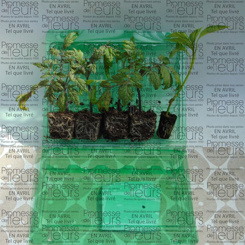 Example of Kollektion von 5 Tomaten- und Paprikapflanzen für Balkone as you get