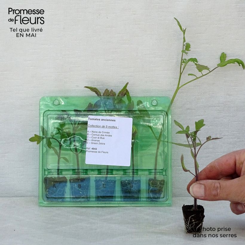 Example of Sammlung von 5 alten Tomatensorten und Sammlung von Setzlingen as you get in printemps