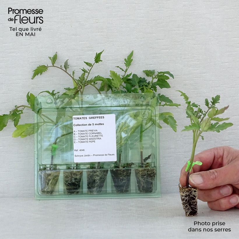 Example of Sammlung von 5 veredelten Tomatenpflanzen as you get in printemps