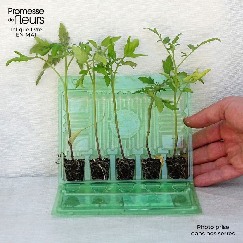 Example of Sammlung von 5 unverzichtbaren Tomatensorten als Pflanzen as you get in printemps