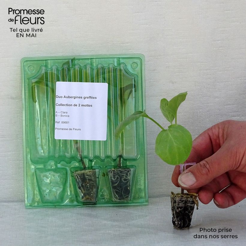 Example of Zweierpack Auberginenpflanzen, Pfropfung as you get in printemps