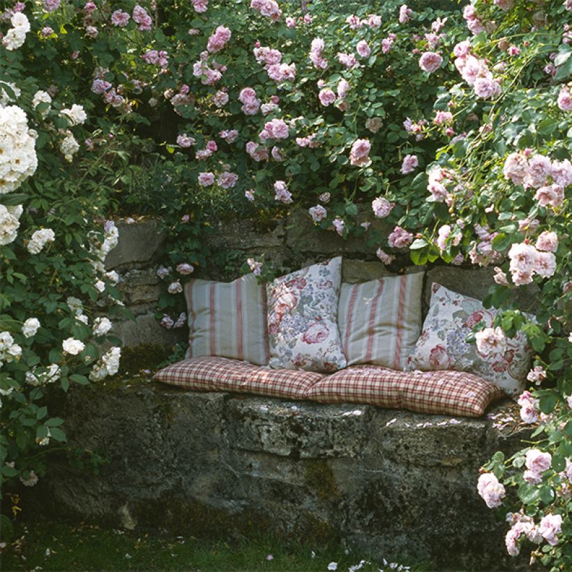 Sammlung romantischer Kletterrosen (Flowering)