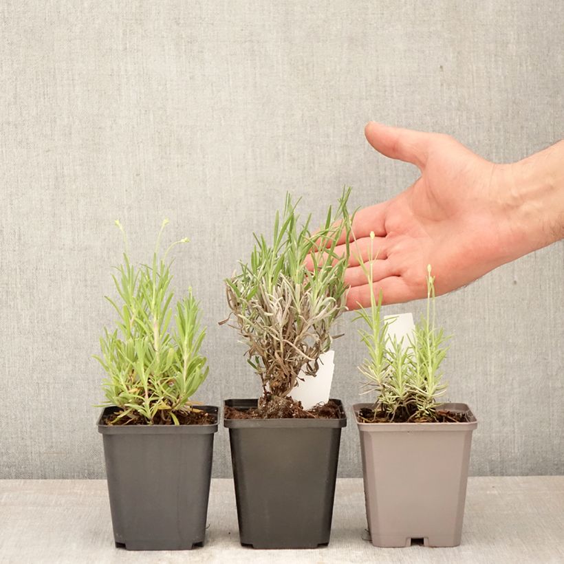 Exemplar von Kollektion echter Lavendel zu günstigen Preisen wie im Frühjahr geliefert