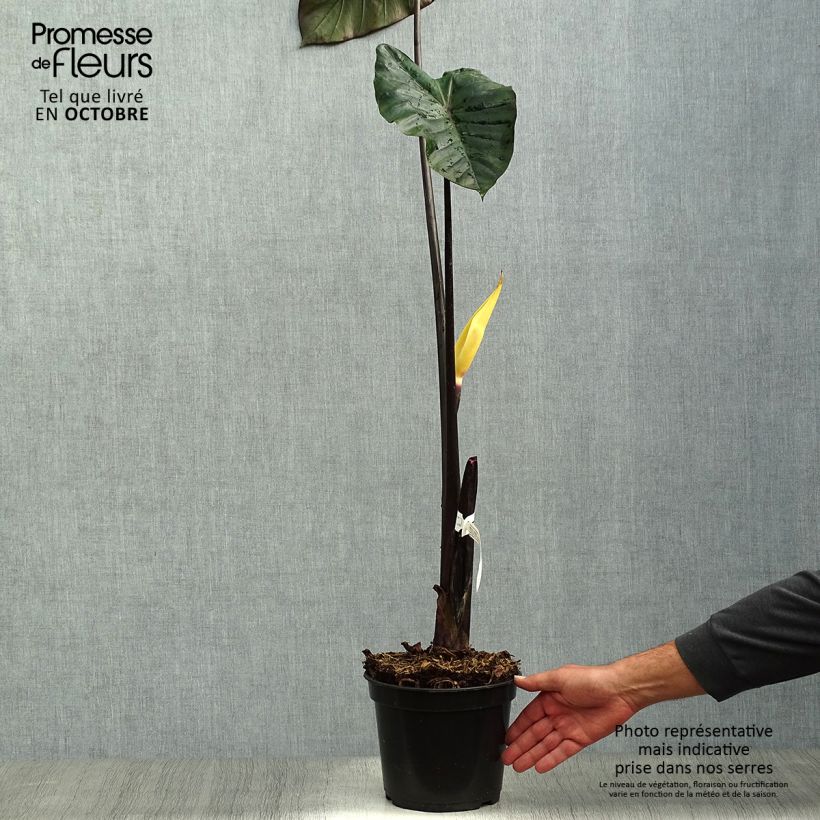 Example of Colocasia esculenta var. fontanesii Black Stem - Taro Topf mit 3L/4L as you get in automne