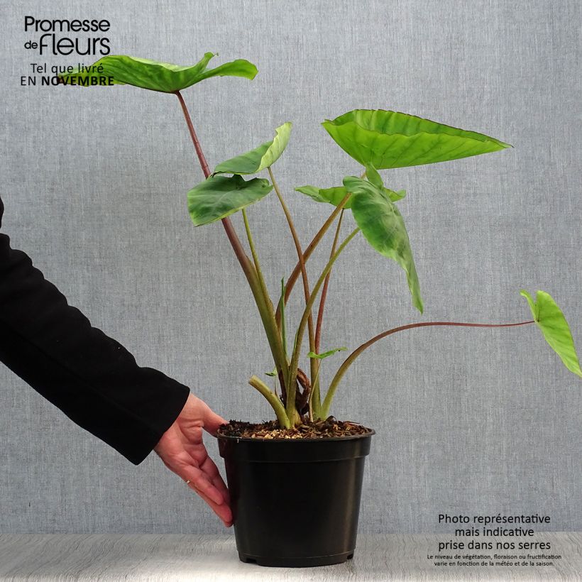 Example of Colocasia Blue hawaii - Taro Topf mit 4L/5L as you get in automne