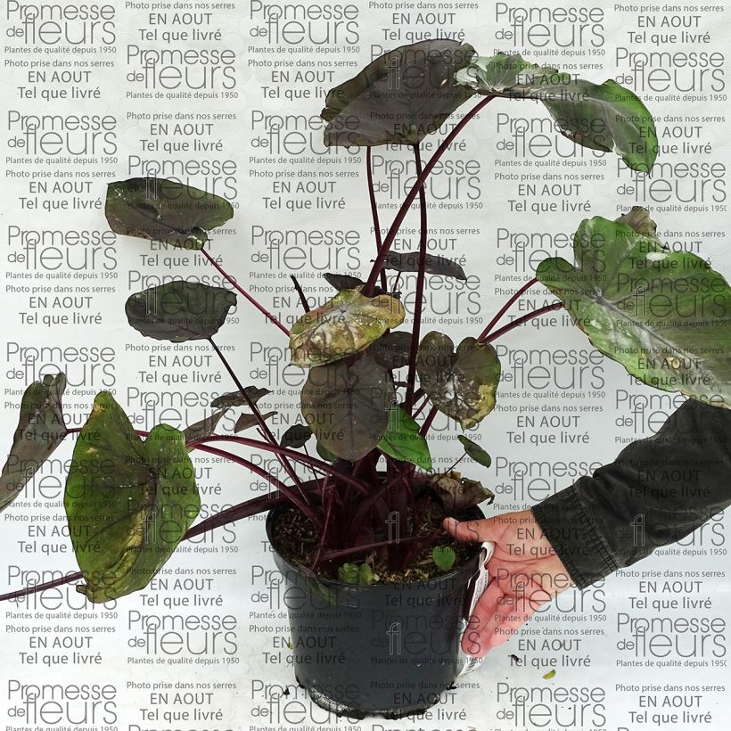 Example of Colocasia Dragon Heart Giant - Taro Topf mit 4L/5L as you get