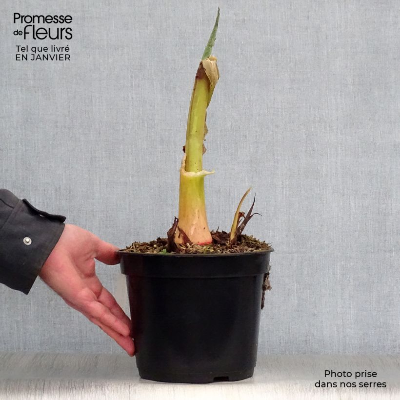 Exemplar von Colocasia Jack's Giant - Taro Topf mit 3L/4L wie im Winter geliefert