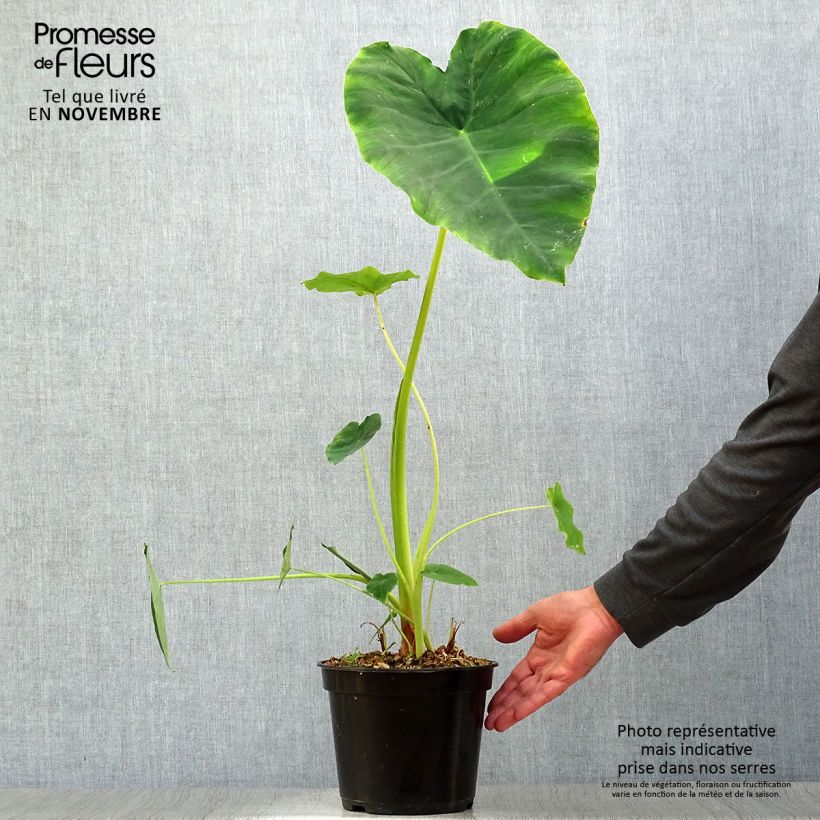 Example of Colocasia Jack's Giant - Taro Topf mit 3L/4L as you get in automne