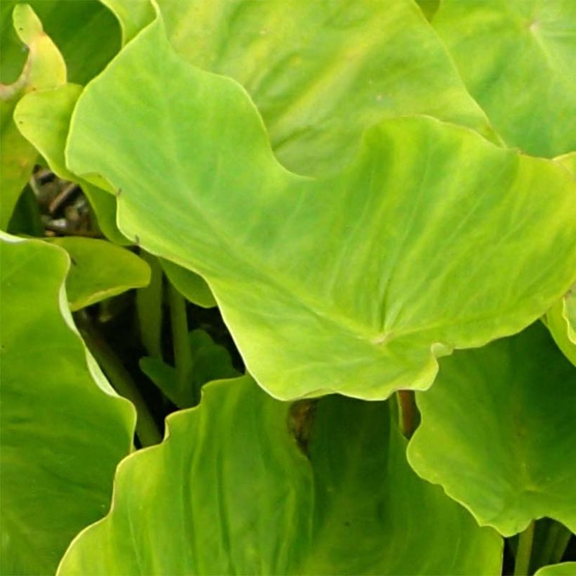 Colocasia Maui Gold - Taro (Foliage)