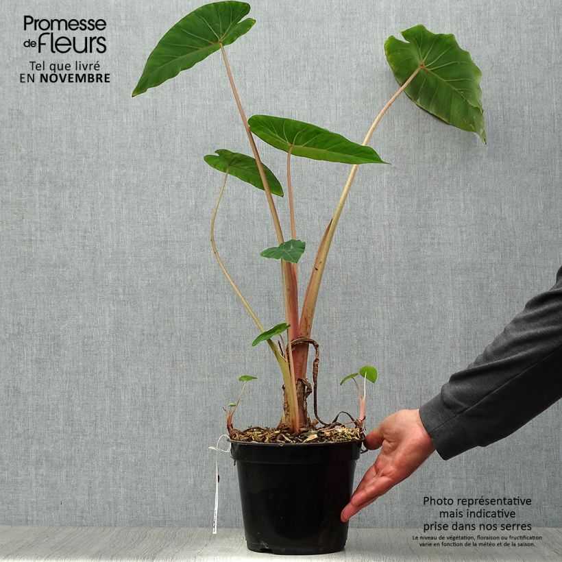 Example of Colocasia Pink China - Taro Topf mit 2L/3L as you get in automne