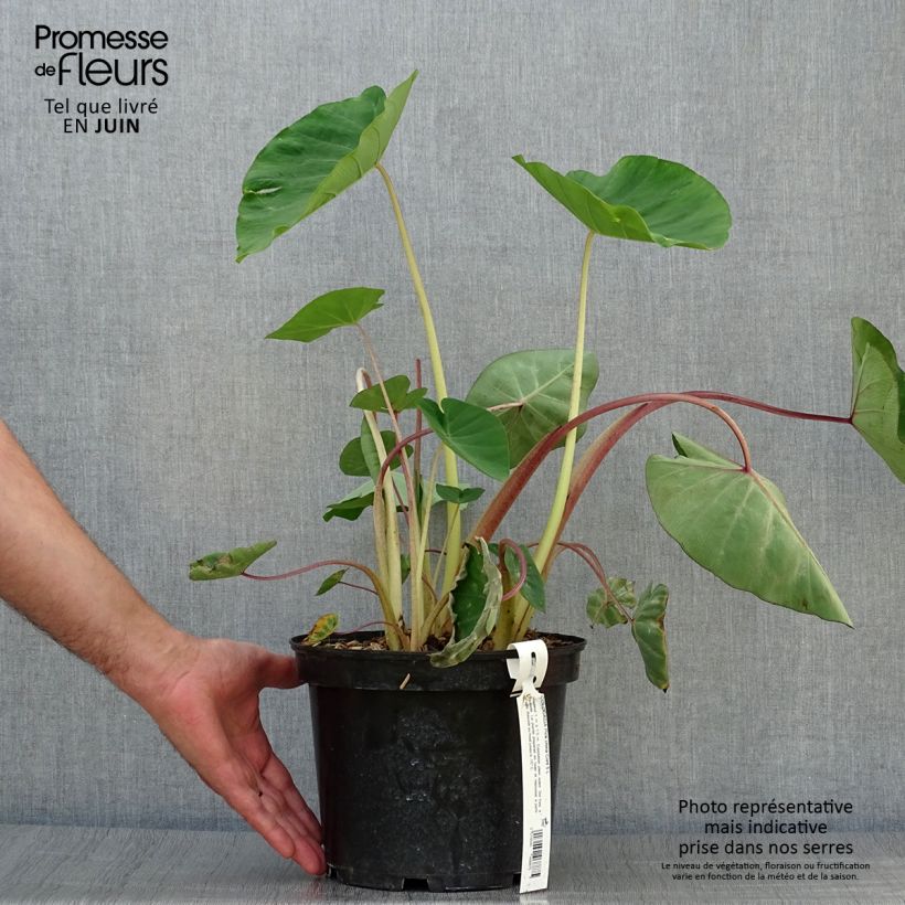 Exemplar von Colocasia Pink China - Taro Topf mit 2L/3L wie im Sommer geliefert